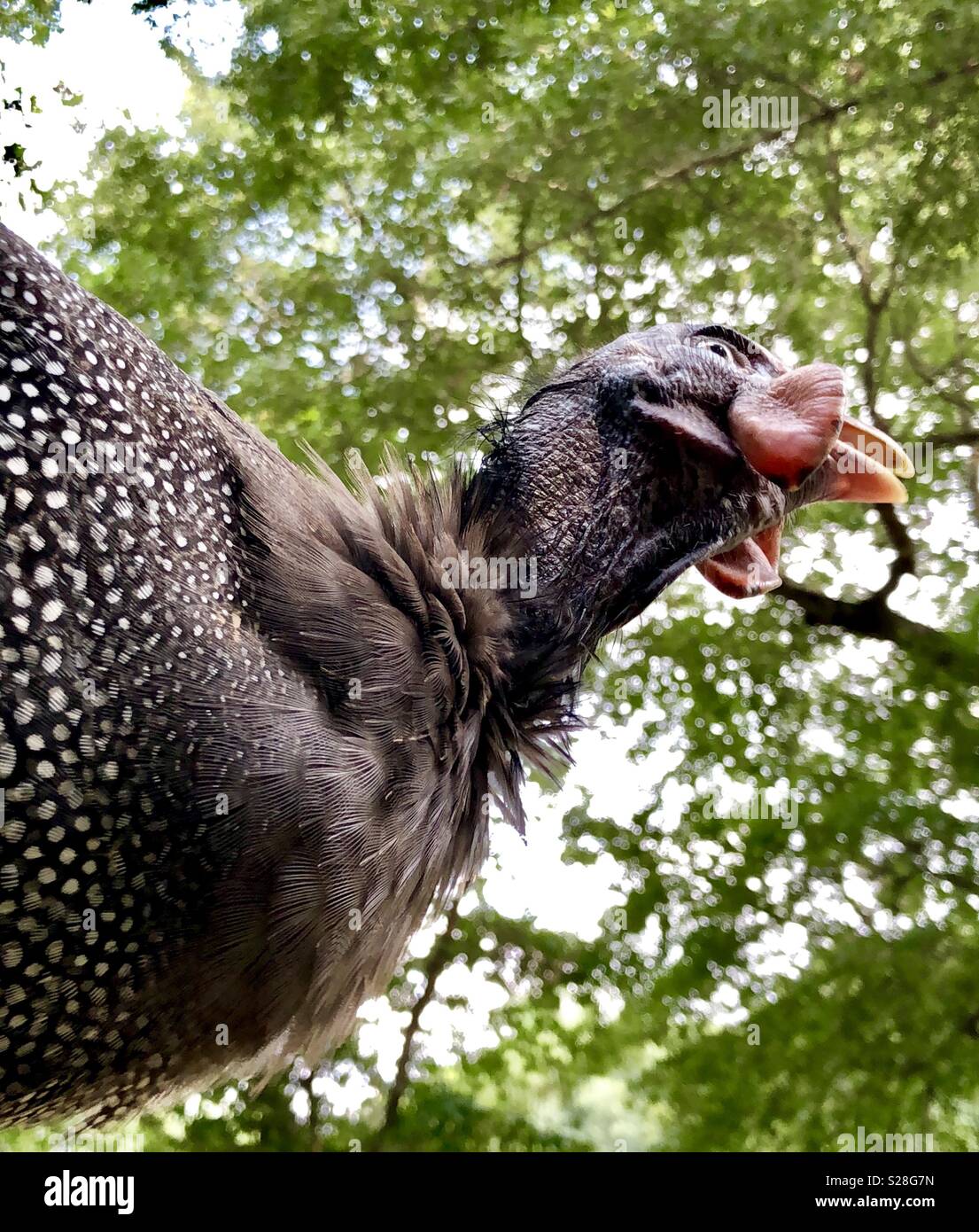 Keet hi-res stock photography and images - Alamy