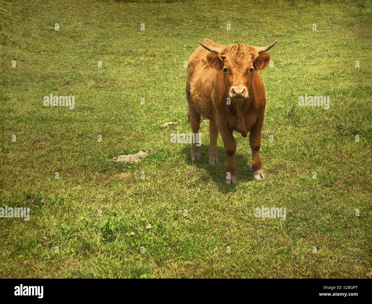 Young bull - Smartphone Captured Stock Image