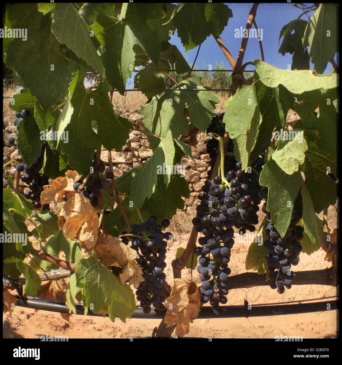 Syrah grapes undergoing water stress as they ripen on the vine, Catalonia, Spain. - Smartphone Captured Stock Image