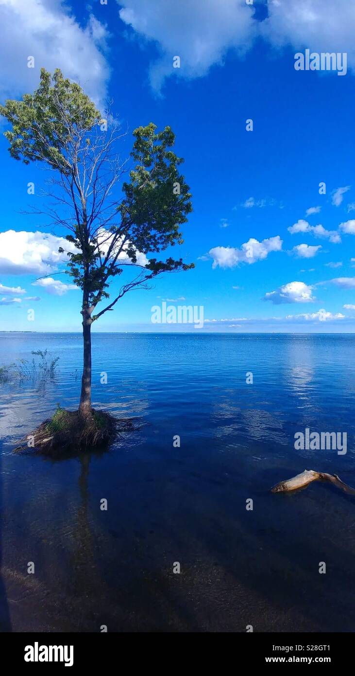 Tree on the lake Stock Photo - Alamy