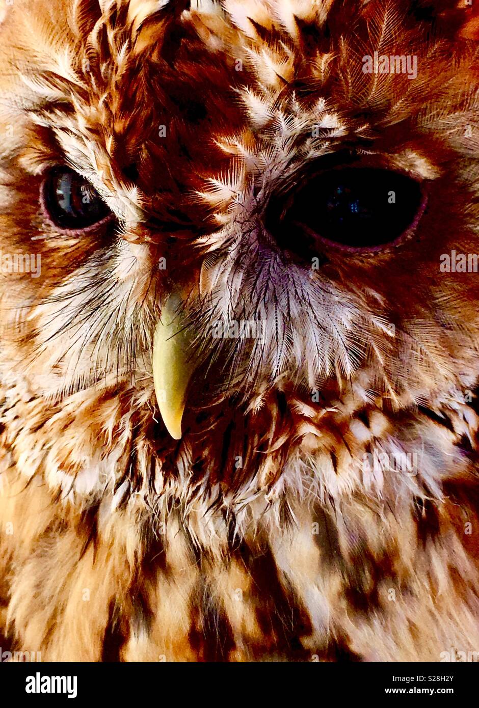 Young tawny owl stock photo alamy