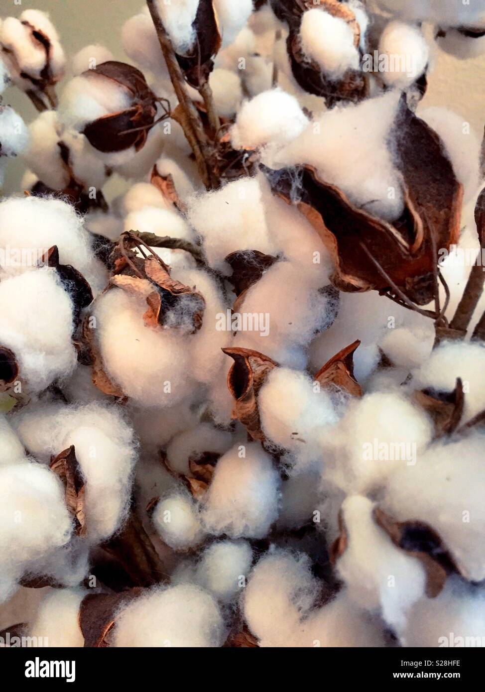 Periwinkle filled with colored cotton balls spilled Stock Photo by ©dbtale  8666744