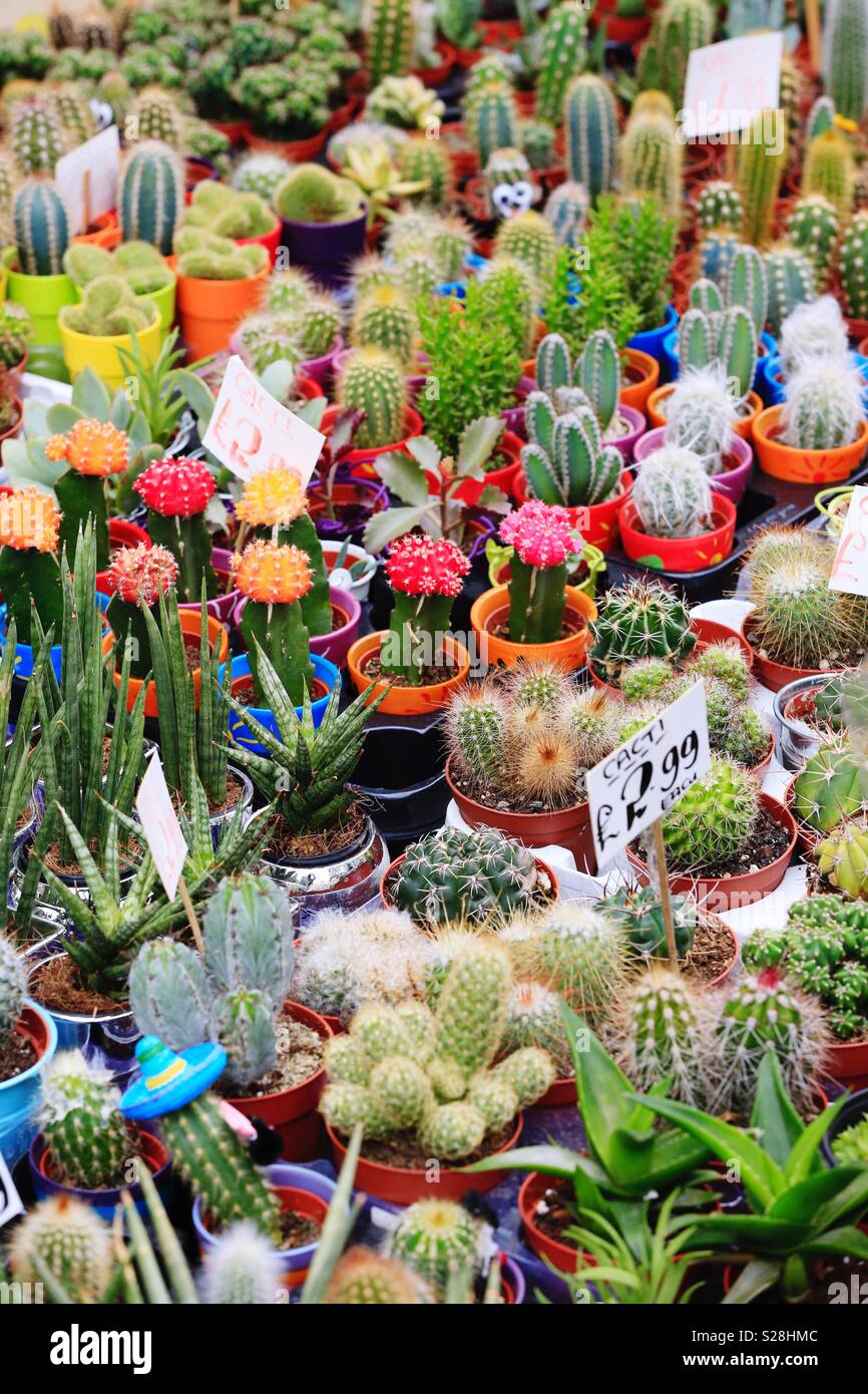 A collection of colourful cactus, cacti and succulents on a market stall or garden centre - Smartphone Captured Stock Image
