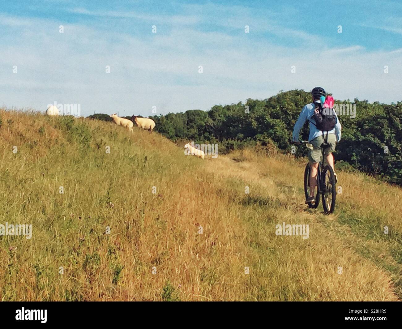 Cyclist in the Llyn Peninsula cycling through fields with sheep, North Wales, UK - Smartphone Captured Stock Image