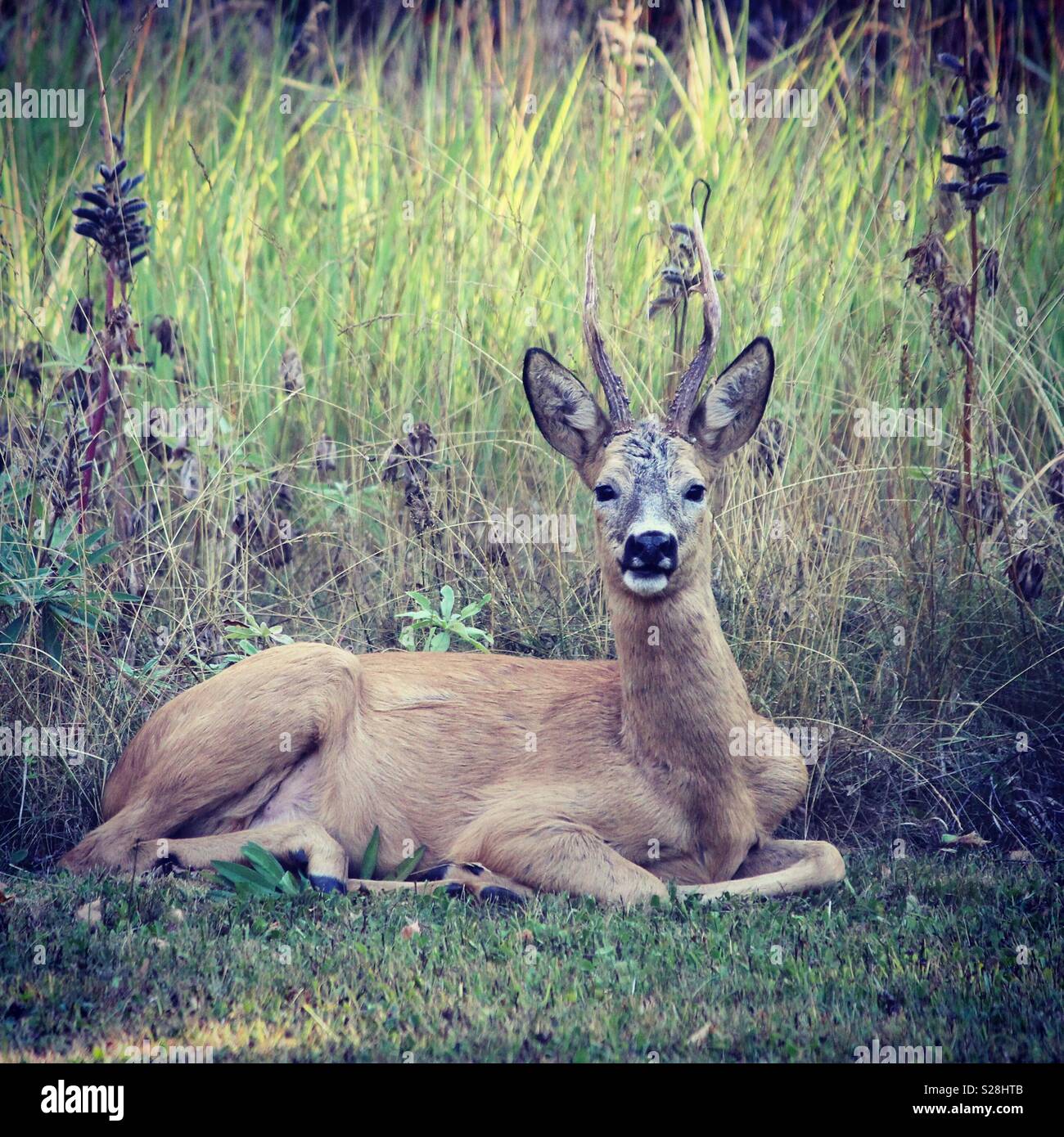 Male deer resting in garden Stock Photo