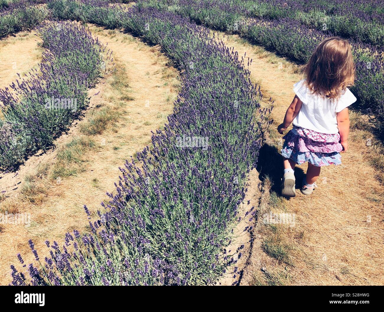 Young girl walking in a lavender labyrinth Stock Photo