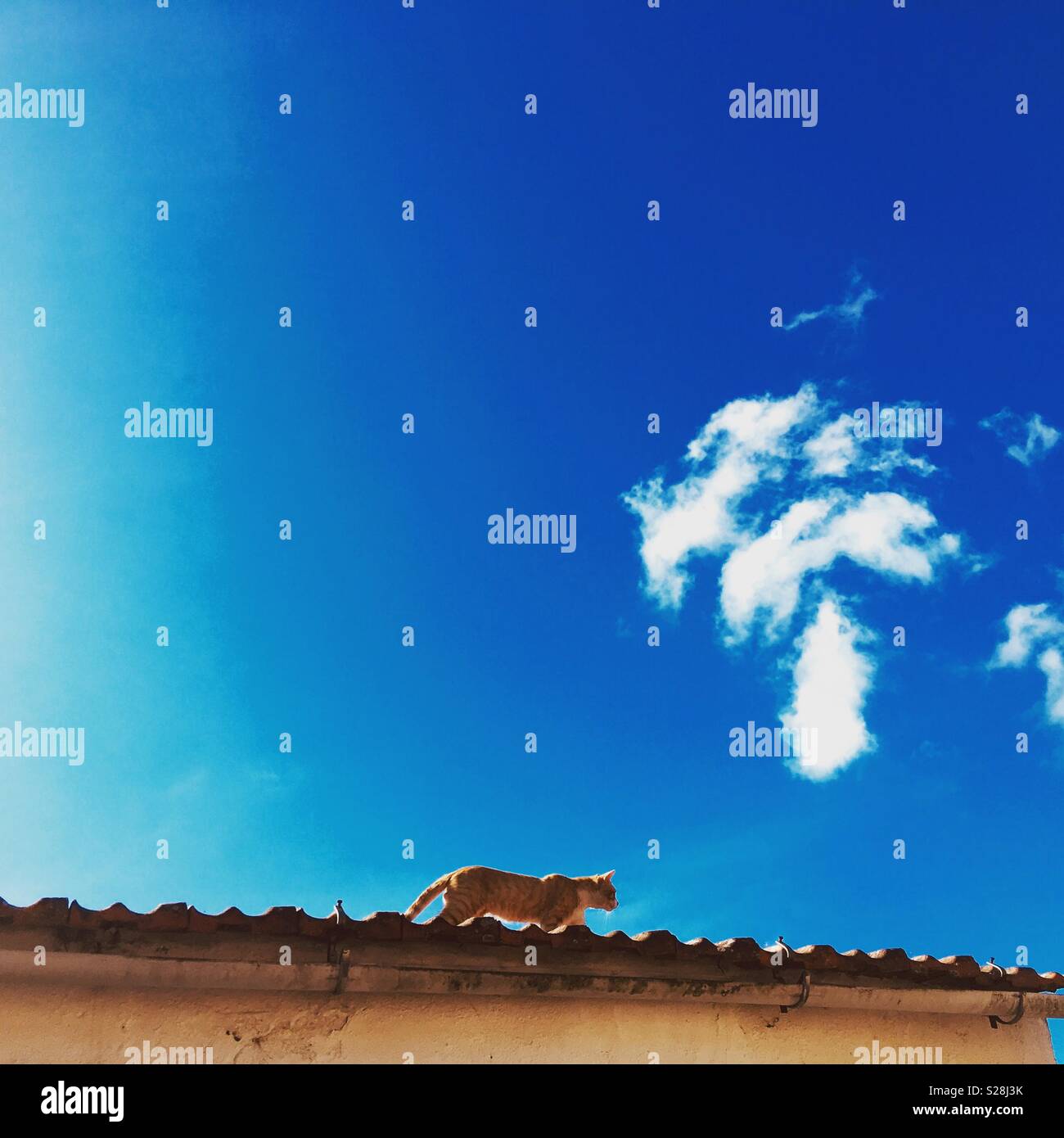 Cat in rooftop Stock Photo Alamy