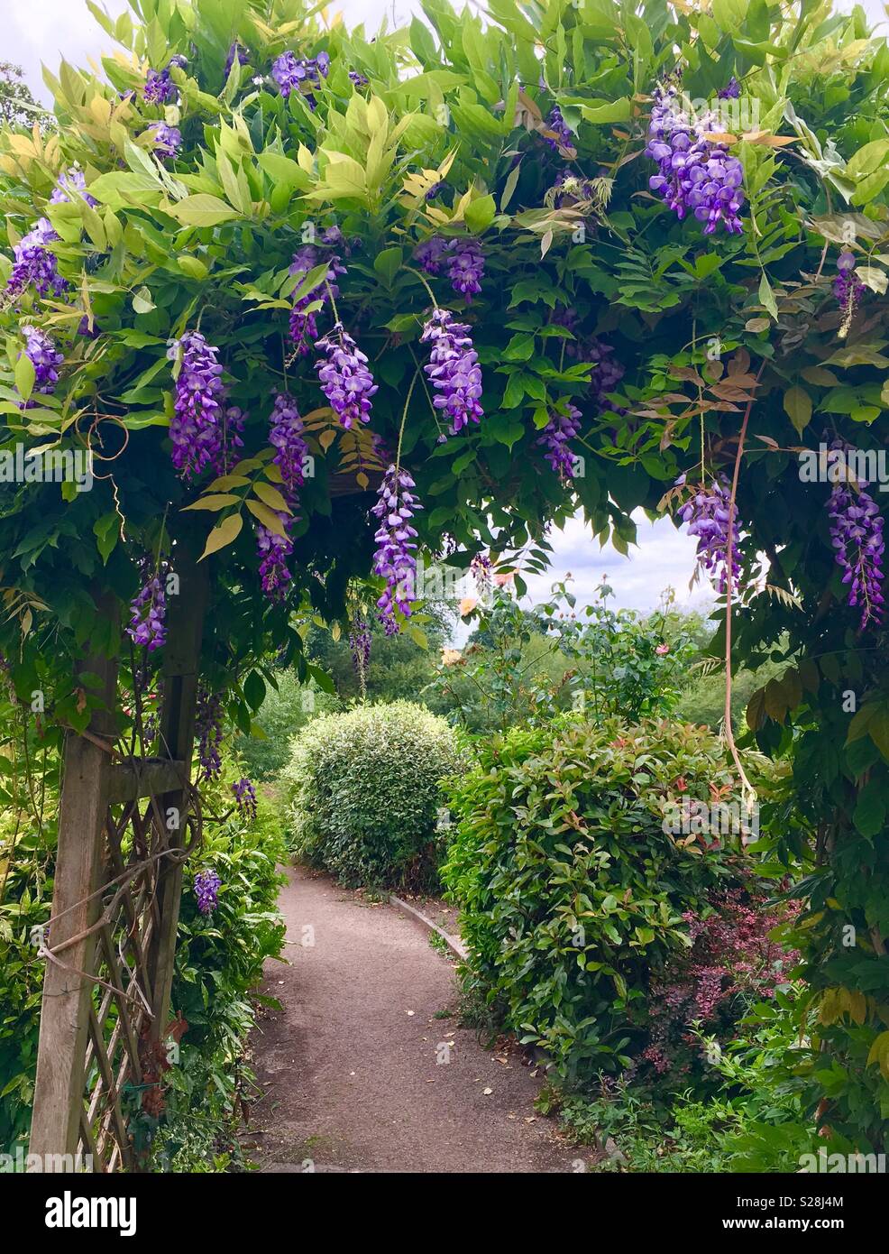 Wisteria Trellis High Resolution Stock Photography and Images Alamy