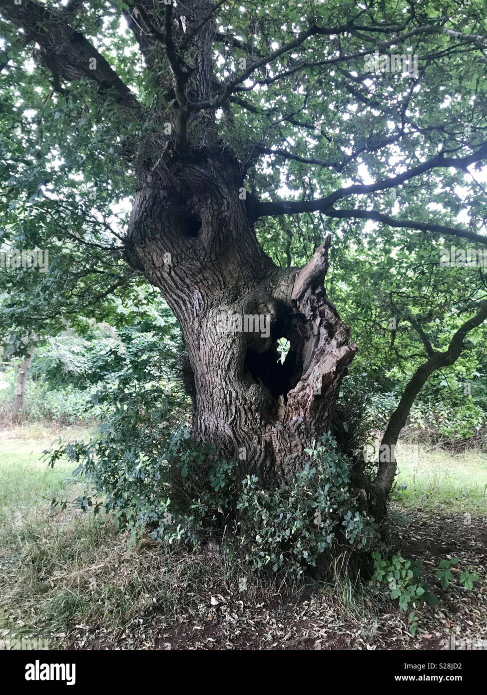 Oak tree in ancient hi-res stock photography and images - Alamy