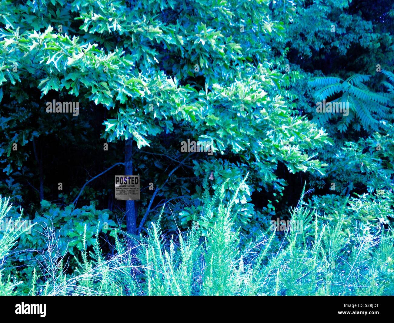 Blue tinted photo of No Trespassing sign in North Carolina woods Stock Photo