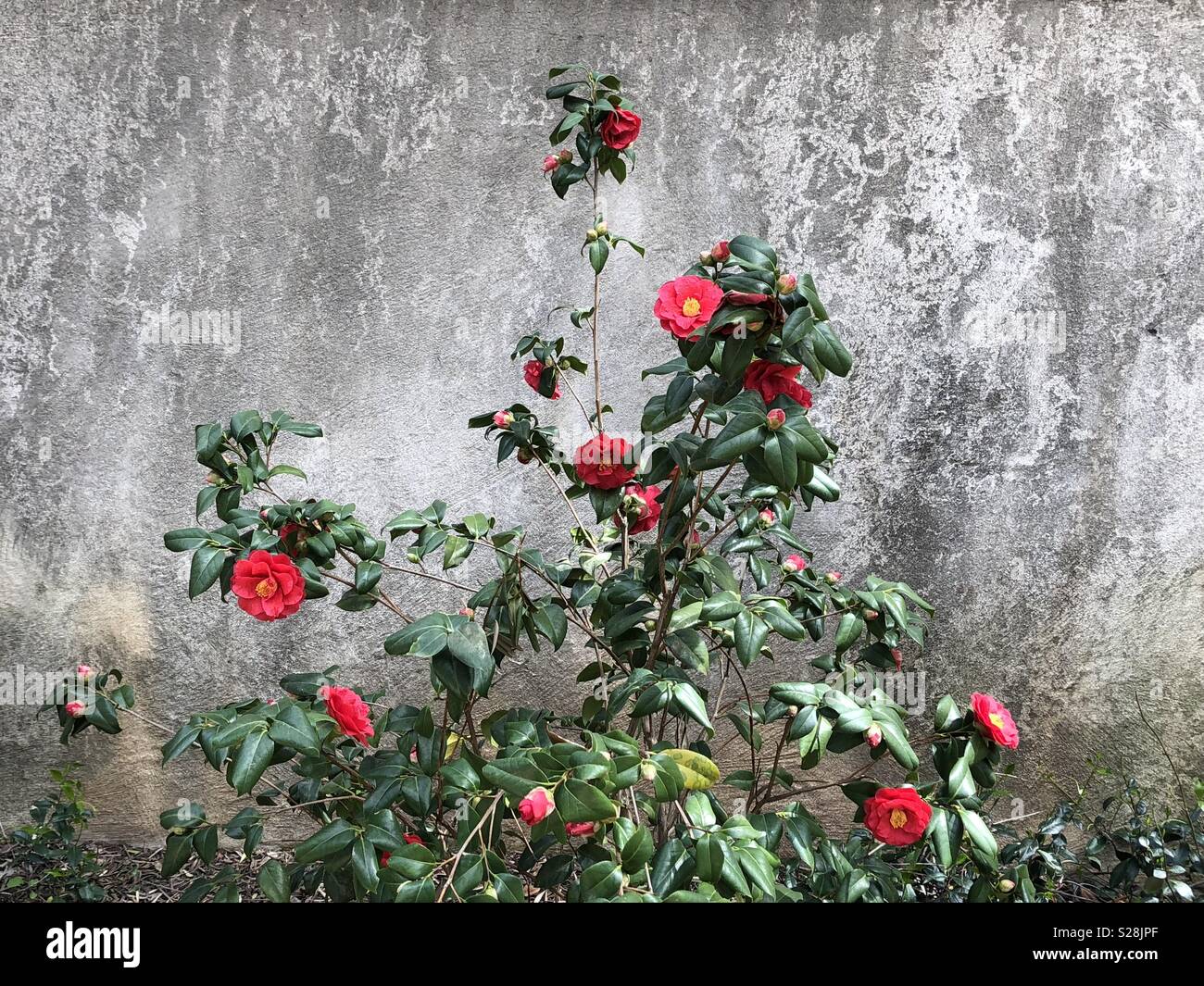 Camellia bush with red flowers against gray wall Stock Photo
