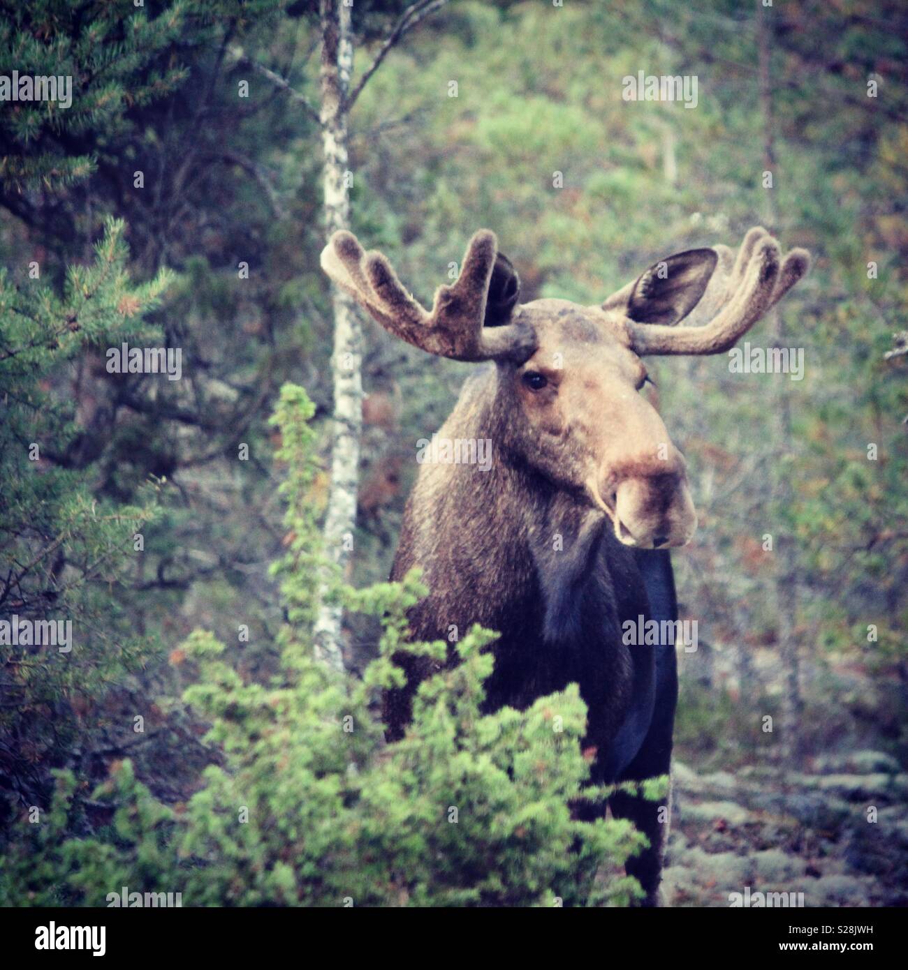 Male moose king of the woods in Swedish forest Stock Photo