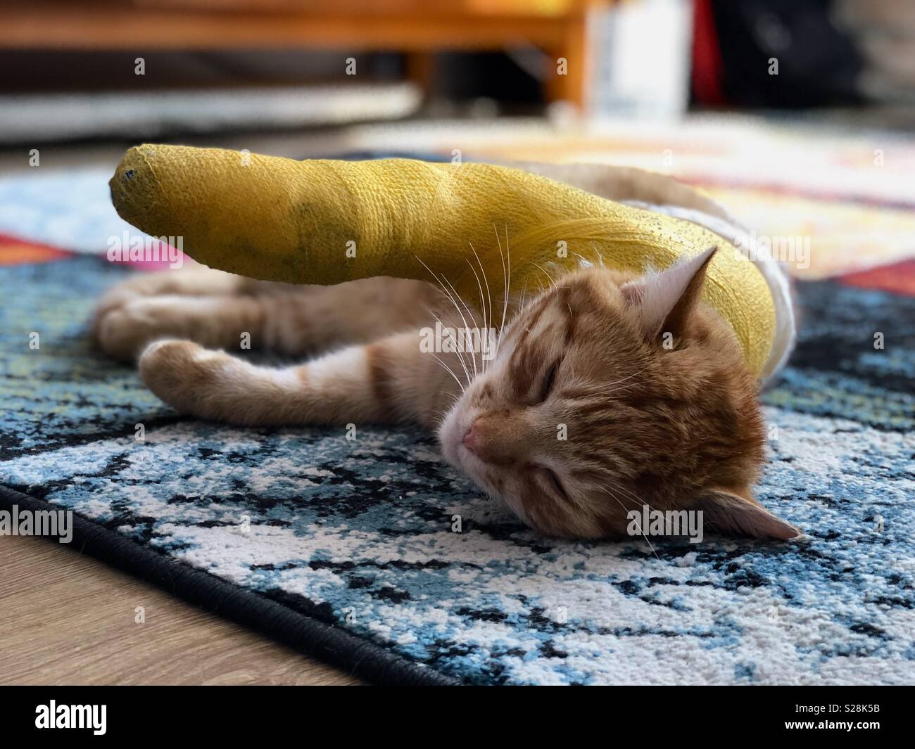 Cat recovery after car accident. Hit and run Stock Photo - Alamy