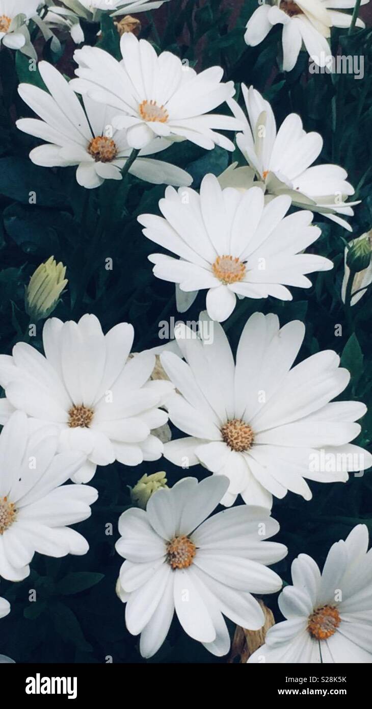 Cluster of white flowers Stock Photo Alamy