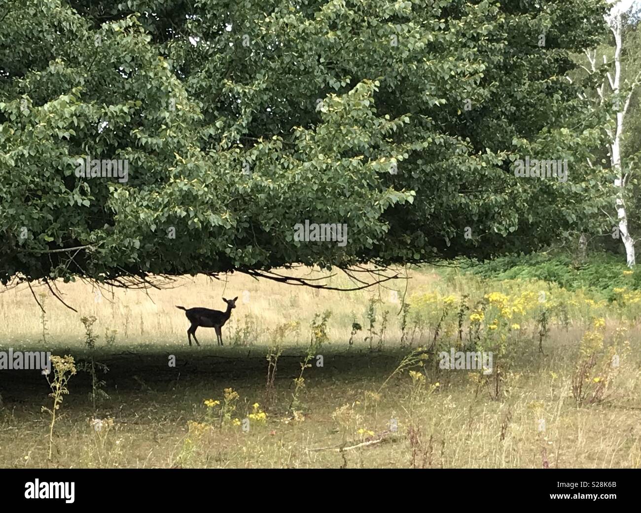 Wild deer in a Staffordshire field close to Cannock Chase Stock Photo