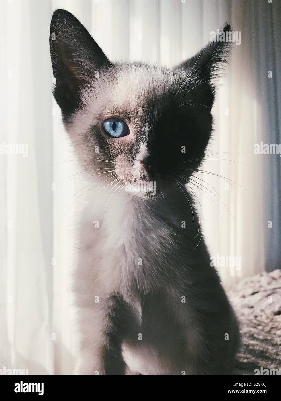 One dramatic bright blue cat eye staring from a black and white kitten. Stock Photo