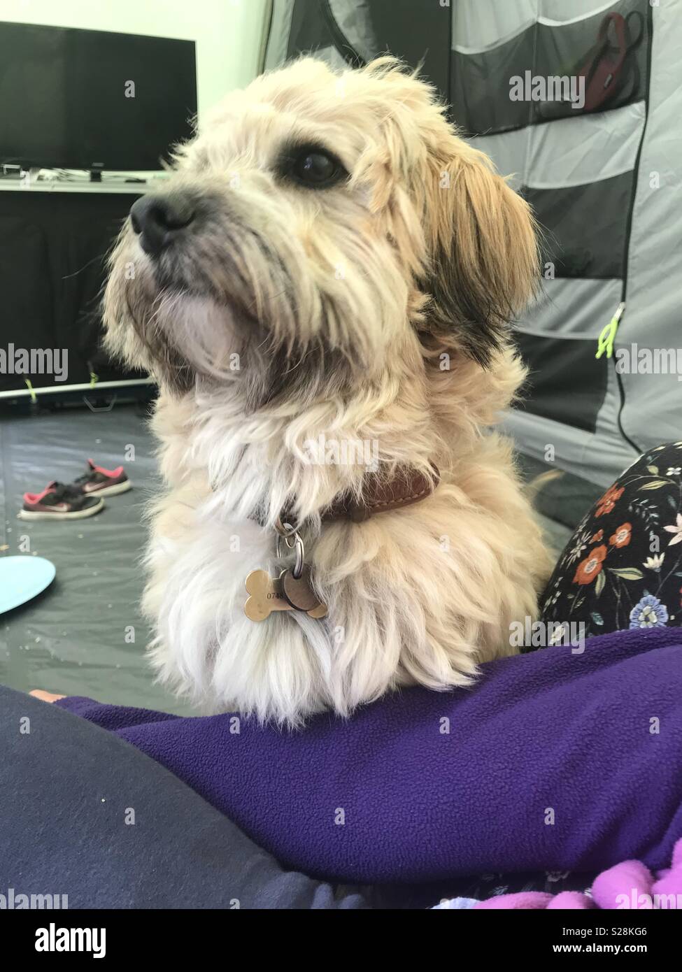 Happy dog at camping Stock Photo