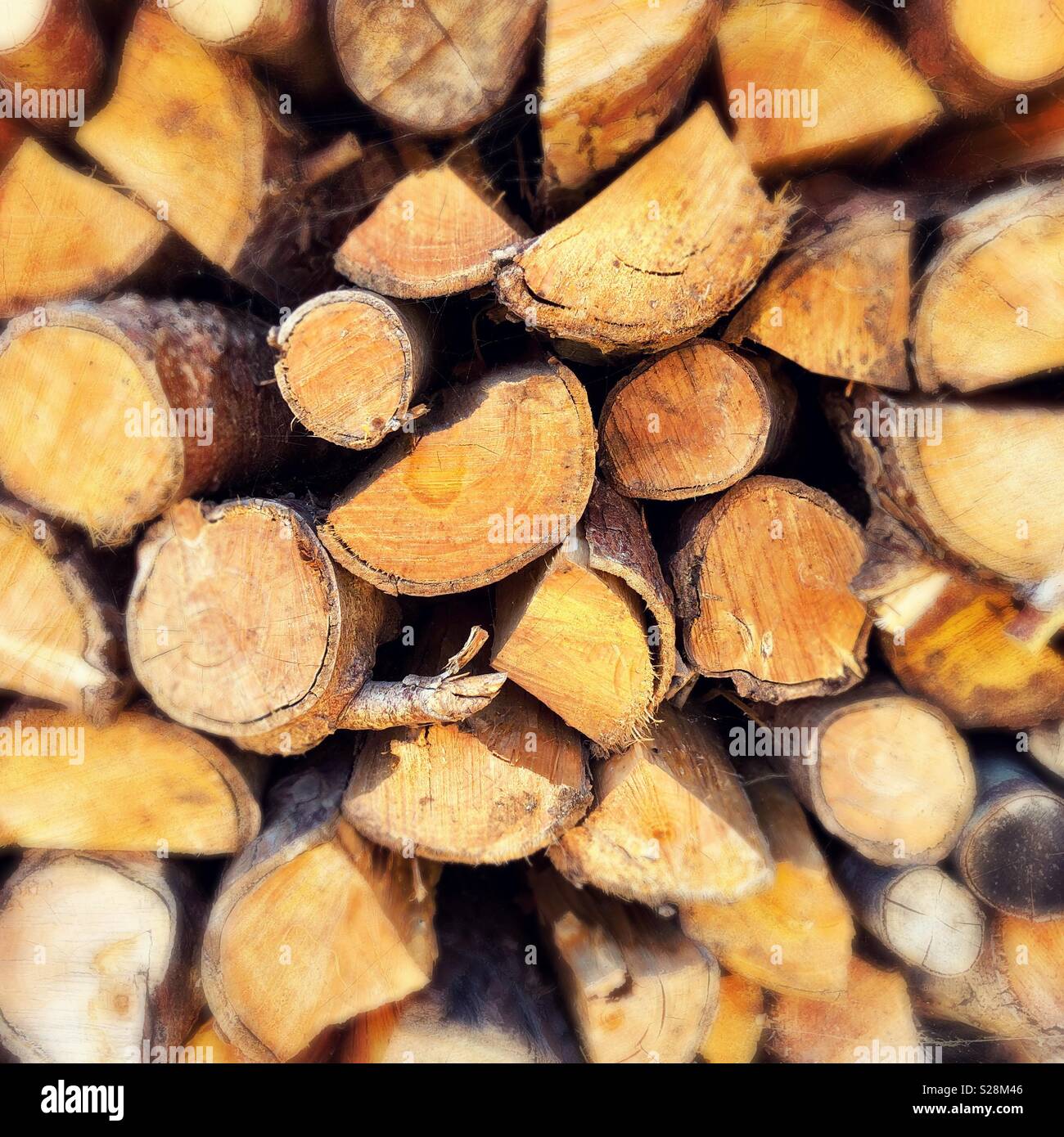 Chopped logs ready for burning stacked in a log shed end on with depth