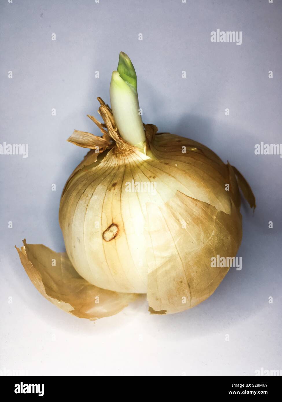Sprouting onion hi-res stock photography and images - Alamy