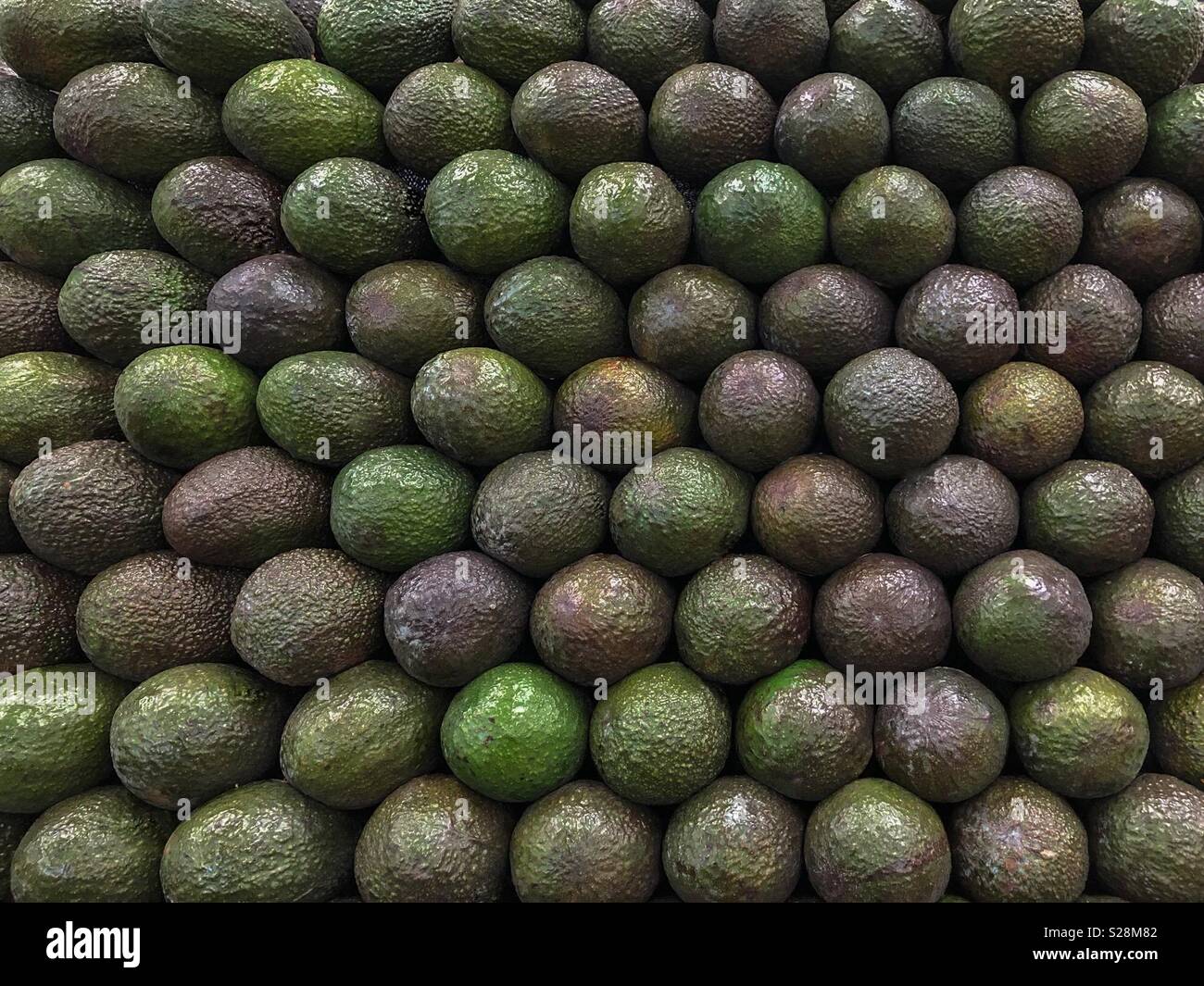 Avocados all in rows with ripe and unripe mixed together. Extremely neat. - Smartphone Captured Stock Image