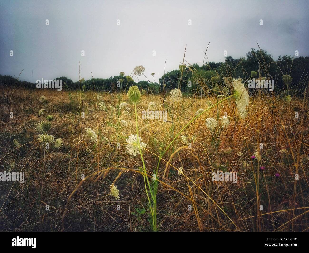 Queen Anne’s Lace or Daucus carota growing in the meadow. - Smartphone Captured Stock Image