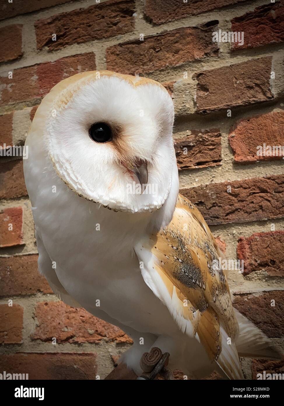 Male Barn Owl Looking To The Left Stock Photo 311207777 Alamy
