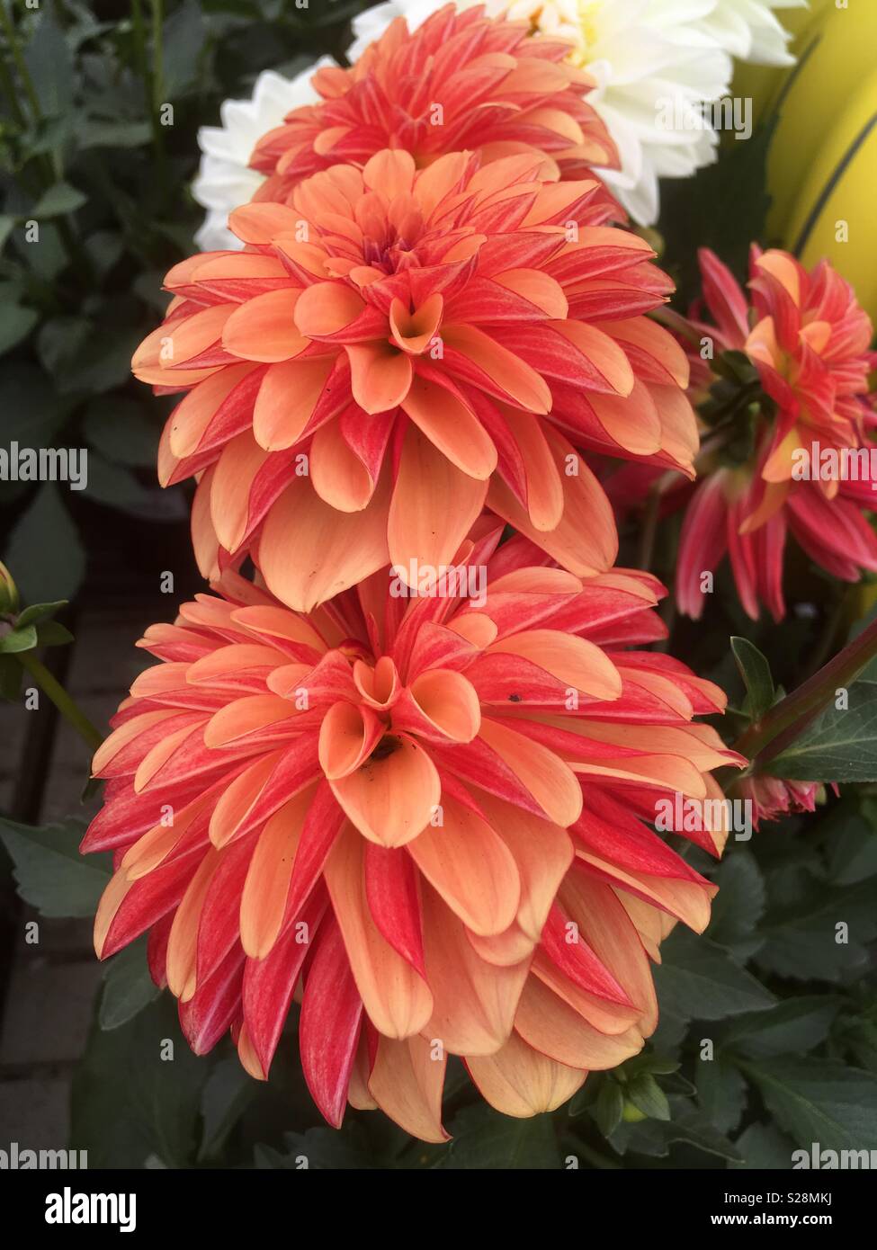Peach dahlia hires stock photography and images Alamy