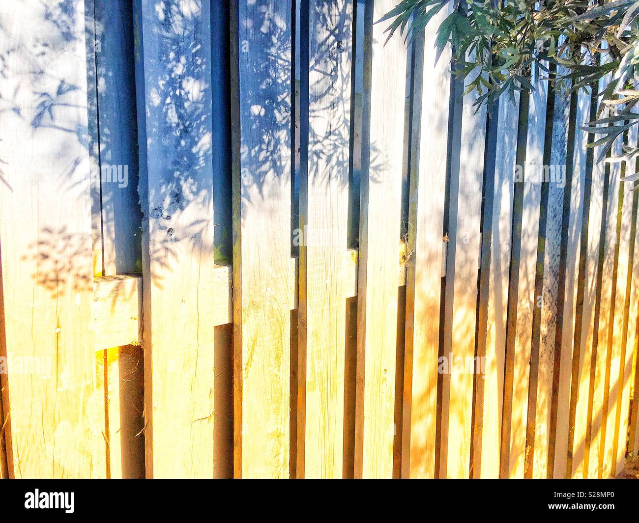 Fence shadows from a tree and tree leaves Stock Photo