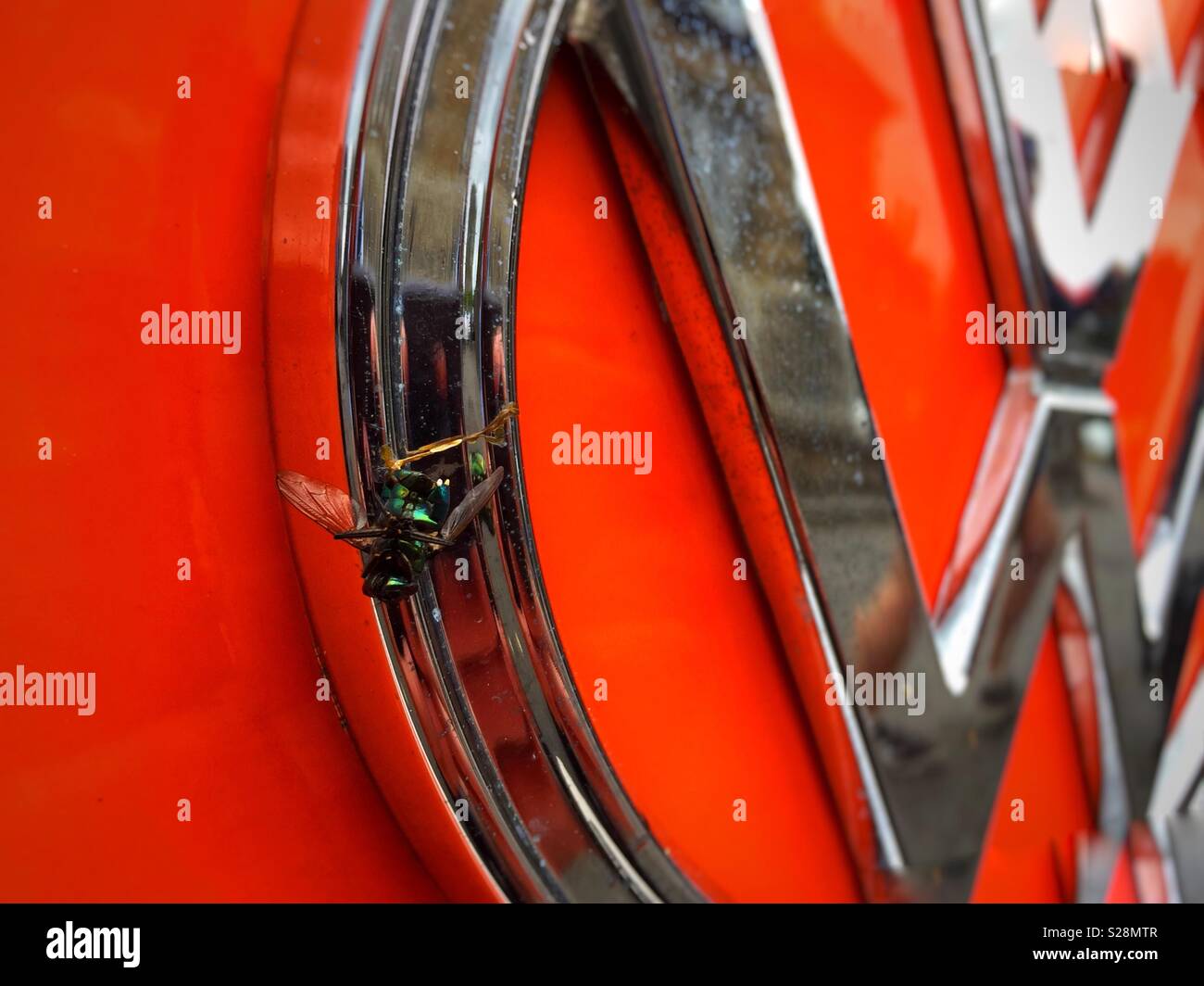 Bug on a bug. A dead fly is stuck to the front of a silver VW camper van logo - Smartphone Captured Stock Image