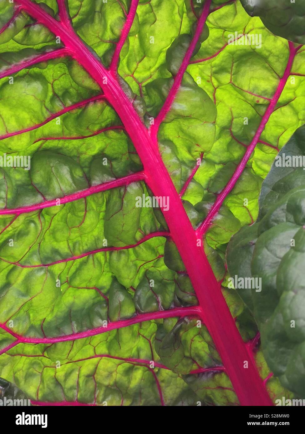 Bright green and red ornamental rhubarb leaf - Smartphone Captured Stock Image