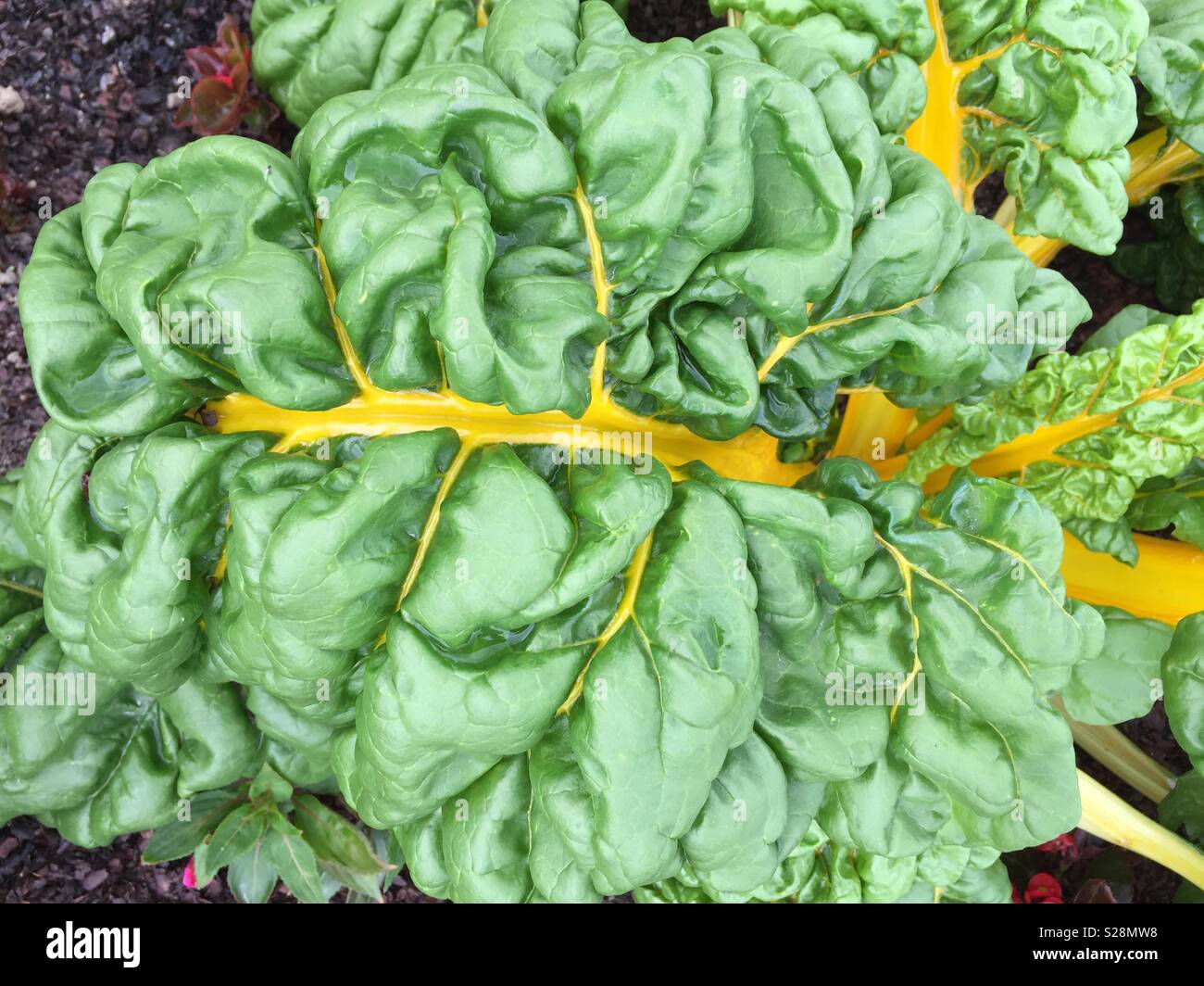Green and yellow ornamental rhubarb leaf - Smartphone Captured Stock Image