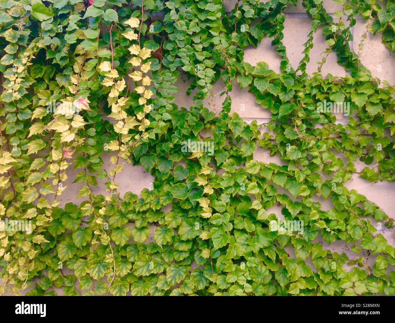 Creeper plant hi-res stock photography and images - Alamy