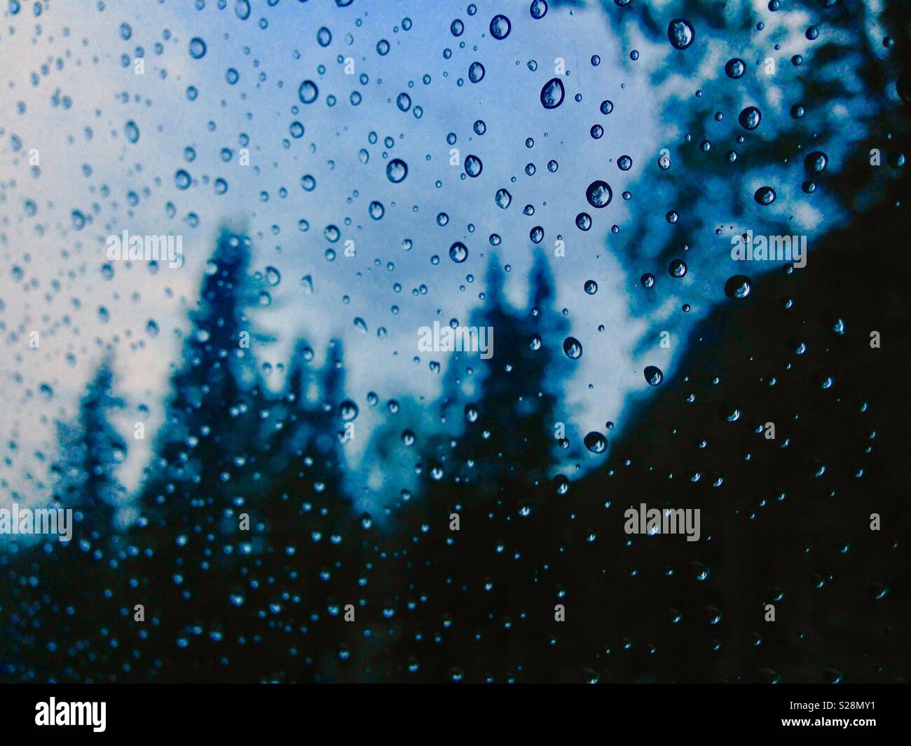 Raindrops on window with pine trees in background out of focus - Smartphone Captured Stock Image