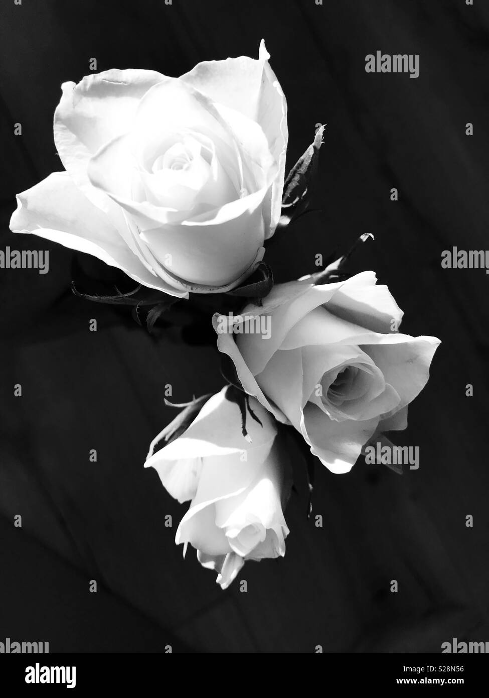 White roses Stock Photo