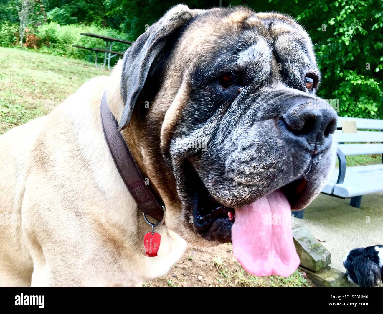English Mastiff on a hot day at the park Stock Photo