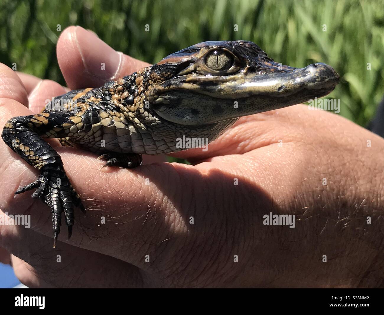 Baby alligator being held - Smartphone Captured Stock Image