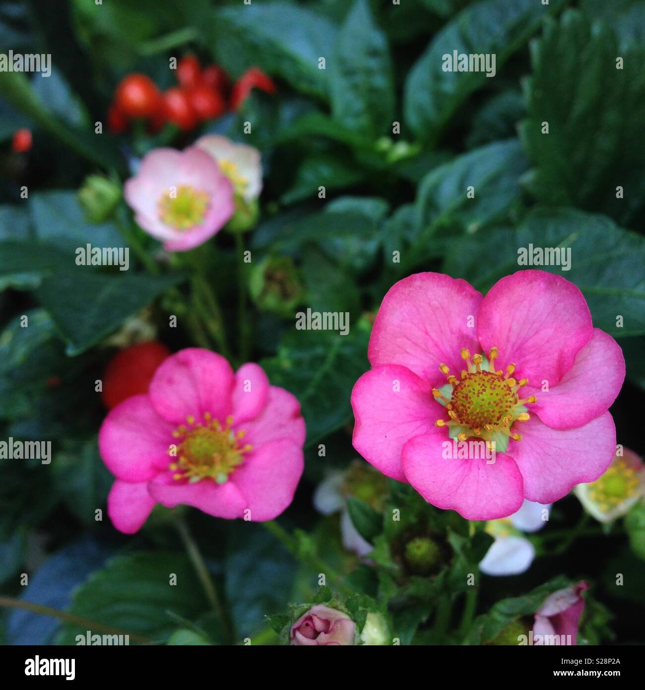 Strawberry pink flowers hi-res stock photography and images - Alamy