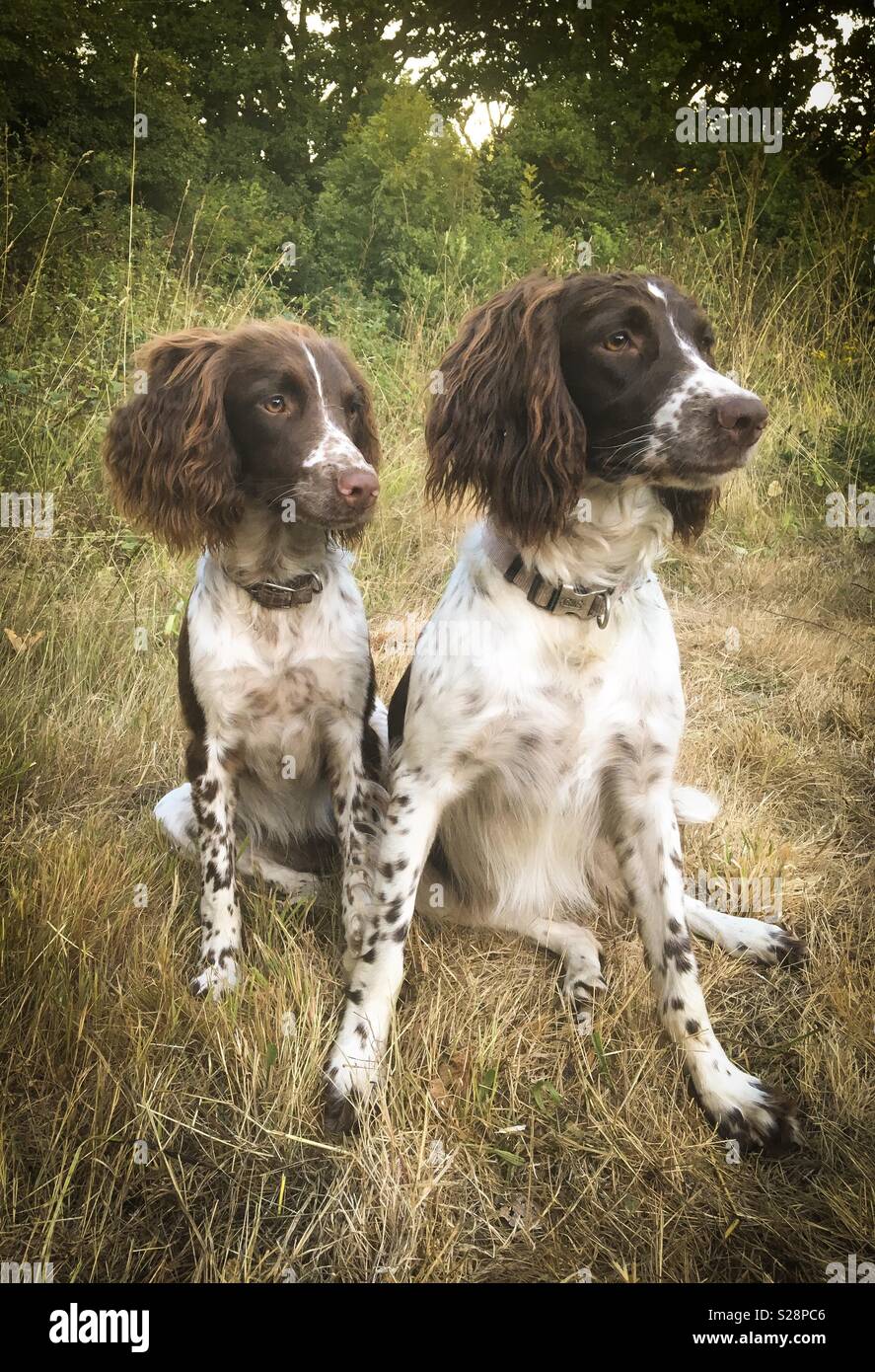 Two English Springer Spaniels, mother and daughter, relaxing after a walk. Stock Photo