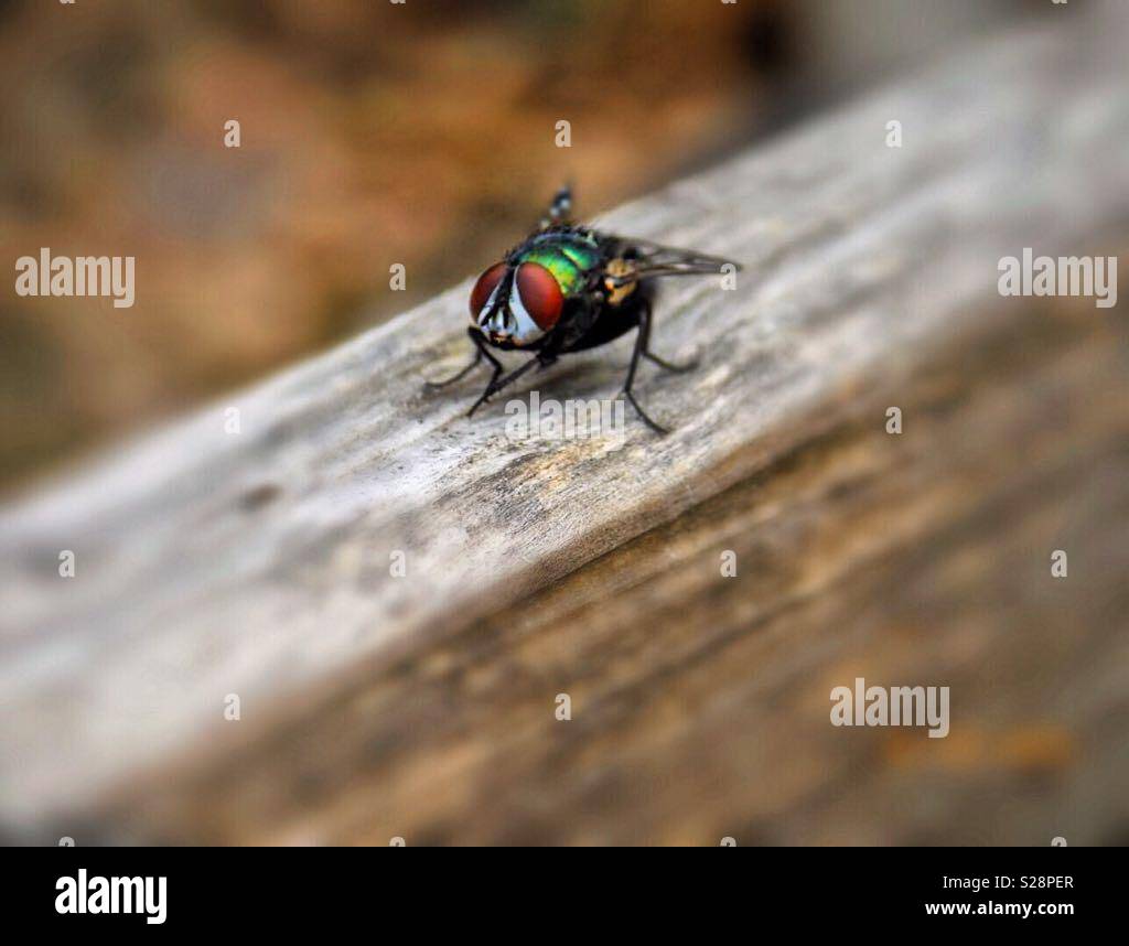 A fine fly with colors. - Smartphone Captured Stock Image