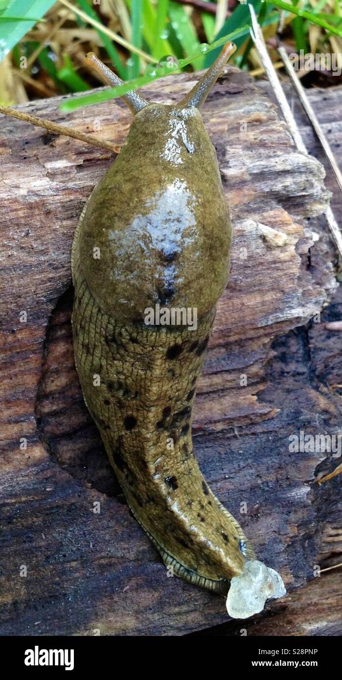 hermaphroditic slug Stock Photo