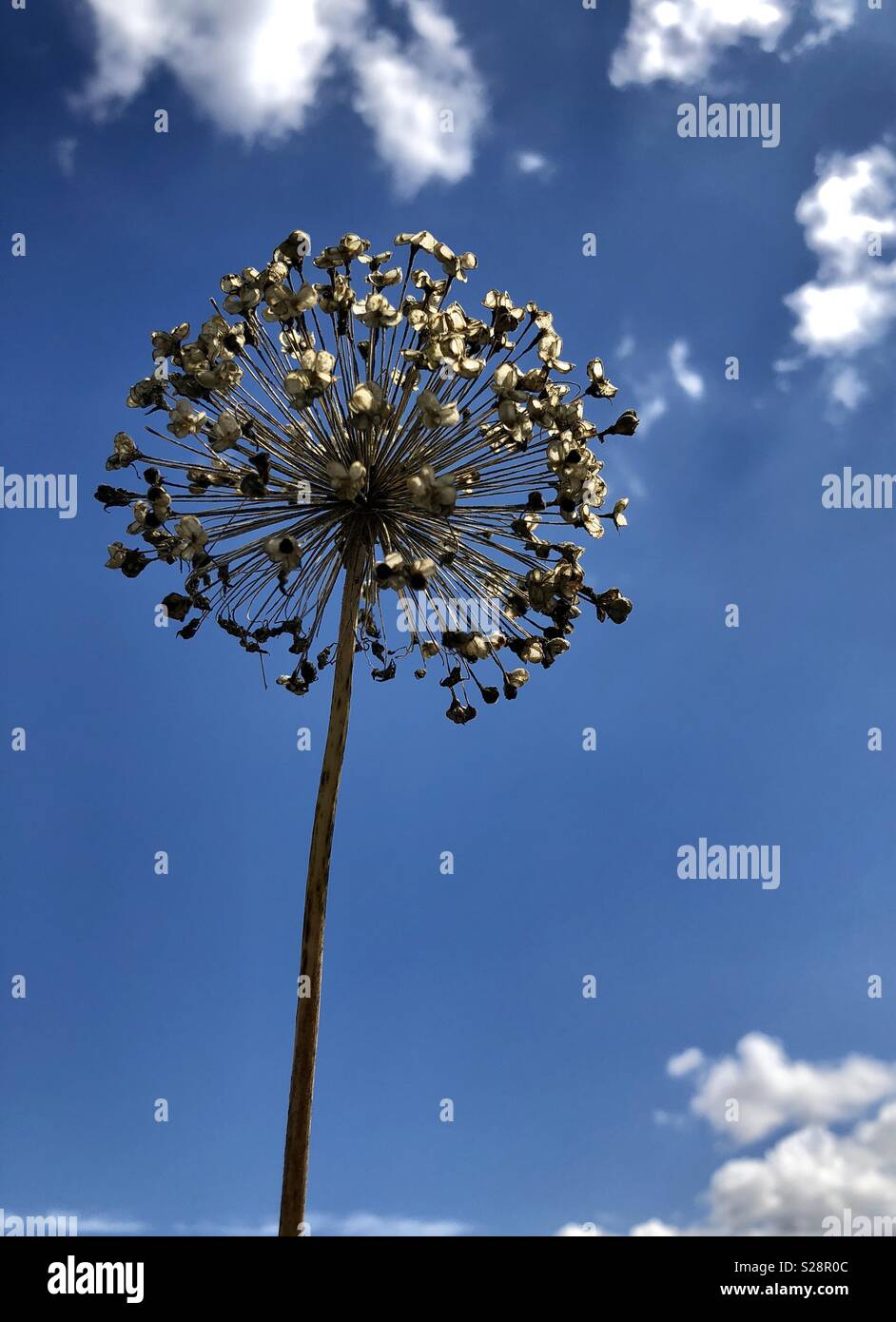 Dry seed head of an Allium plant against a blue sky Stock Photo