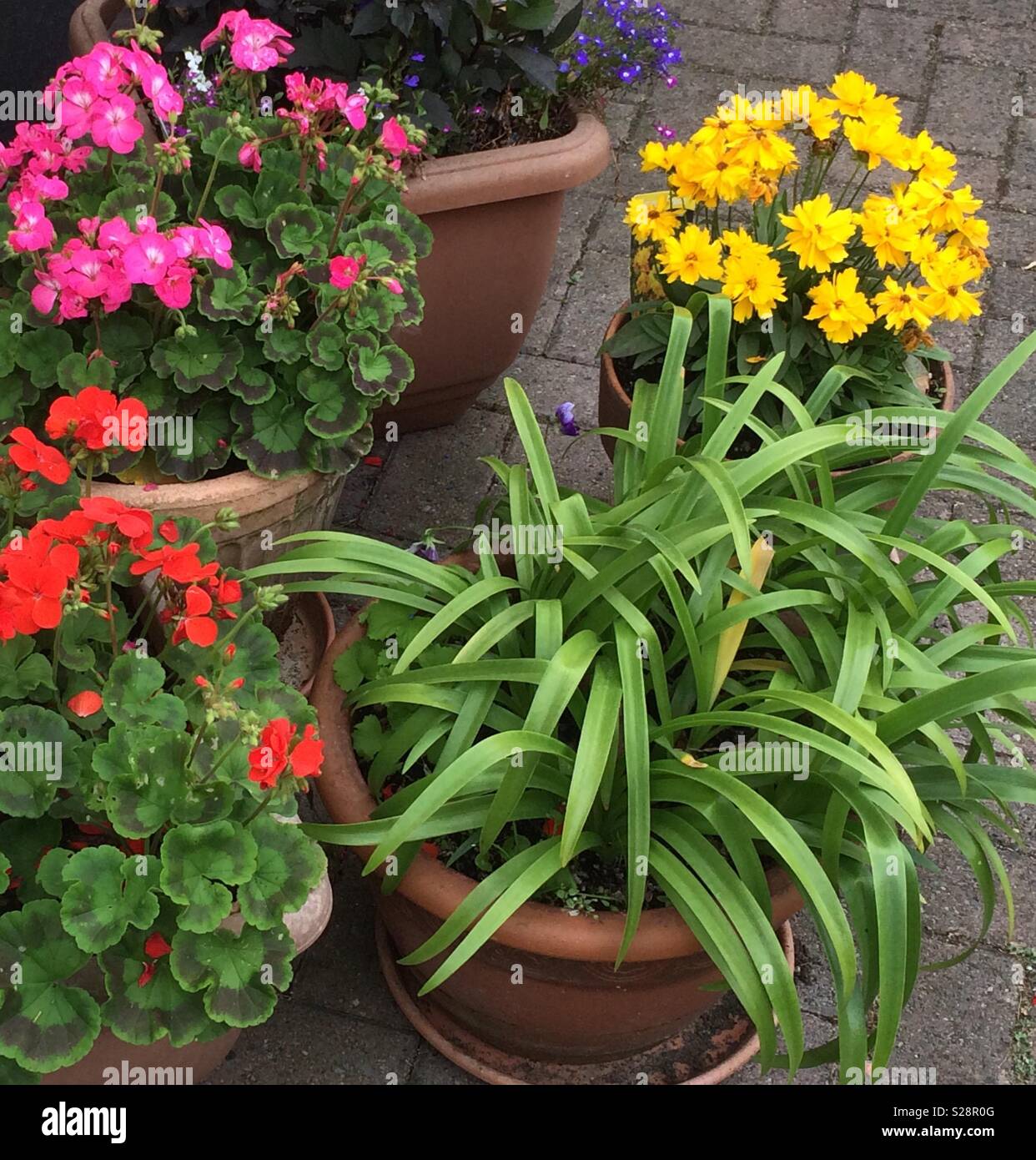 Potted garden plants Stock Photo