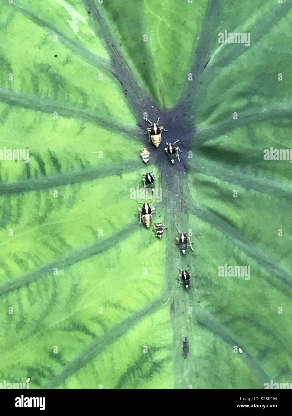 Insects on a leaf Stock Photo
