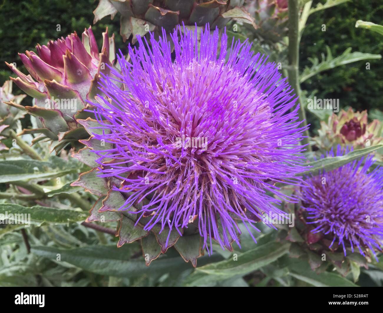 Flowering artichoke plant smartphone stock photos and images - Alamy