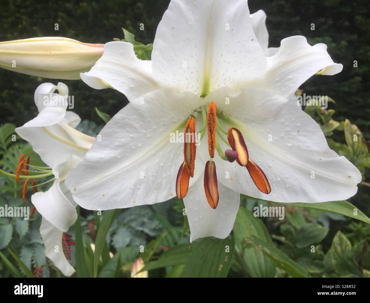 A close up of a white lily plant in full bloom. - Smartphone Captured Stock Image