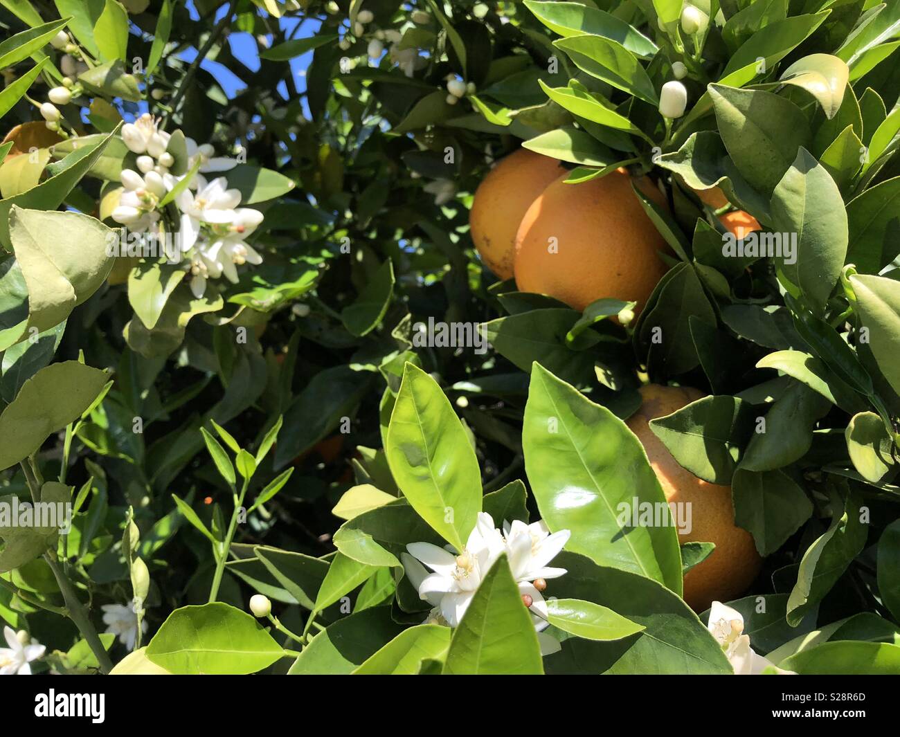 Orange groves hires stock photography and images Alamy