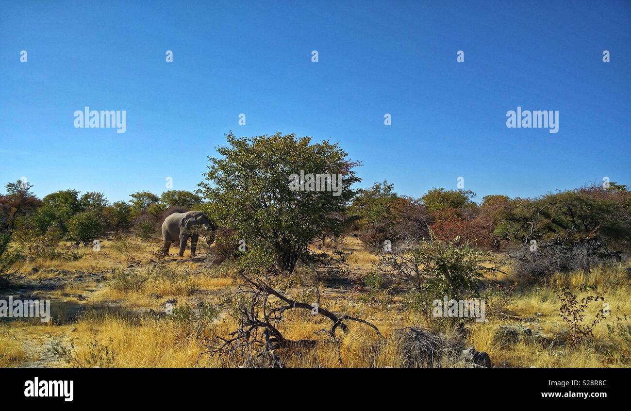 African elephant Loxodonta africana L. africana browsing near an acacia tree in Damaraland, Namibia. Horizontal landscape format. - Smartphone Captured Stock Image