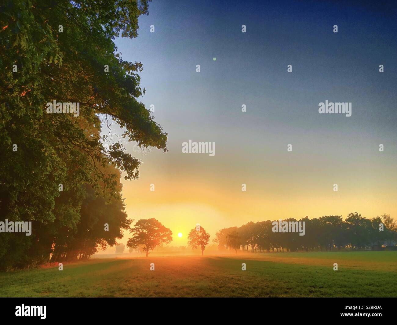 Idyllic sunrise and trees - Smartphone Captured Stock Image