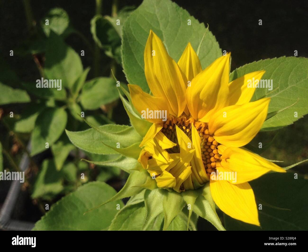Sunflower bud opening up - Smartphone Captured Stock Image