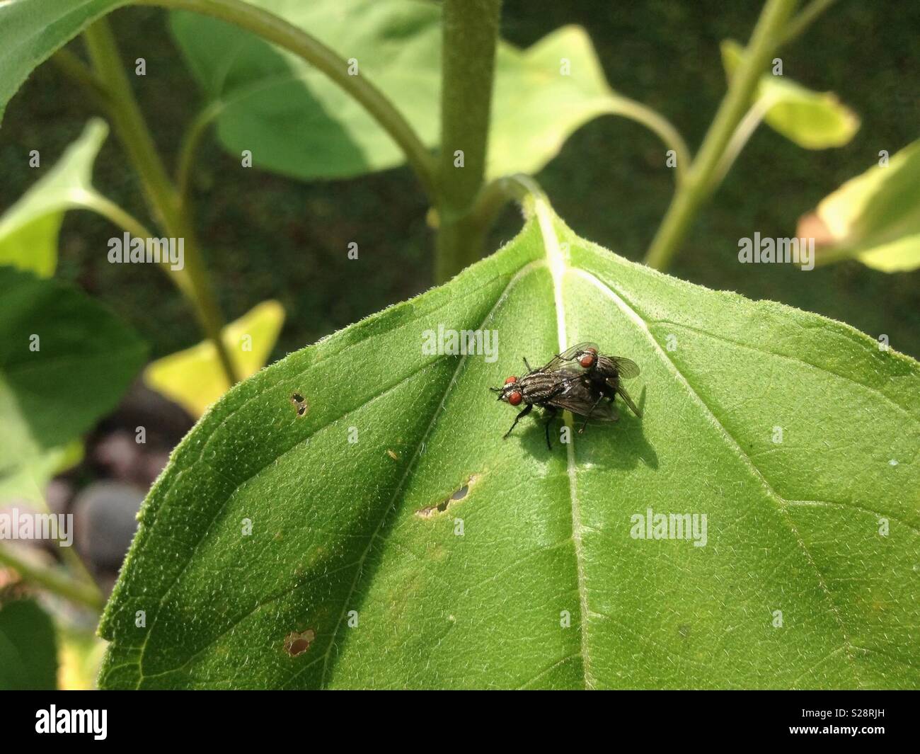 Flies mating on sunflower leaf - Smartphone Captured Stock Image